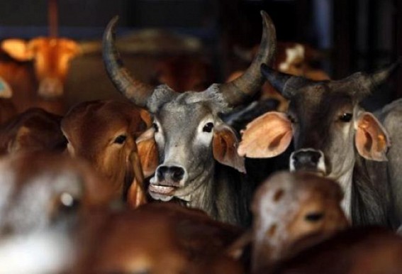 Tripura turned as Northeast's Cattle smuggling corridor : Anger swells after 15 cows recovered at Kadamtala, 1 arrested