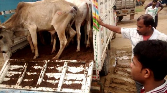 Massive rise in cattle smuggling via Indo-Bangla borders in Tripura