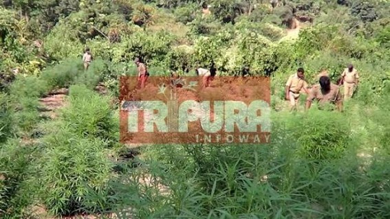 Police destroys Ganja Plants from Tripura Govtâ€™s property