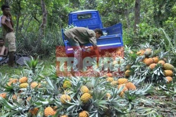Tripura Govt to promote â€˜Queen Variety Pineapplesâ€™