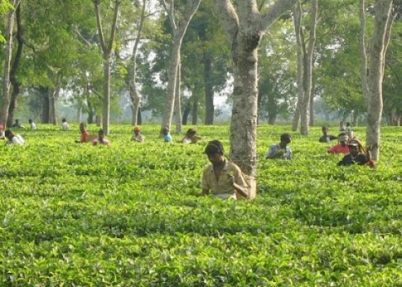 Tripura to develop tourism around sick tea gardens, export pineapples