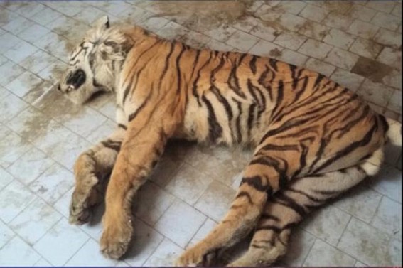 Sepahijalaâ€™s last Tiger dies, negligence suspected 