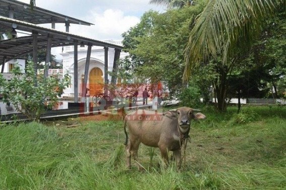 Animal Sacrifice on Navami : Innocent Buffalo to be killed in Barbaric style to satisfy â€˜Animal Sacrificeâ€™ tradition 