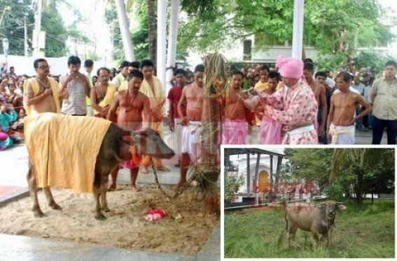 Barbaric rituals continue in 21st Century : Maharaja Dhanya Manikya stopped Human Sacrifice in the name of Puja but Tripuraâ€™s Durga Bari continue Buffalo killing on Maha-Navami