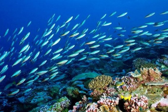 New 'Go Fish' tool to study marine life