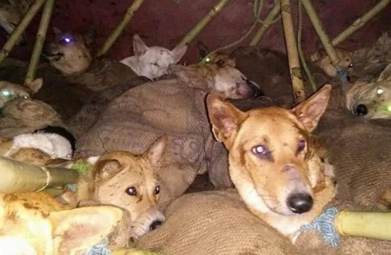 Illegal Dog meat smuggling continue across Tripura, Police in slumber