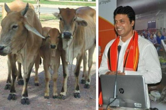 Tripura CM to domesticate cows at CM's quarter 