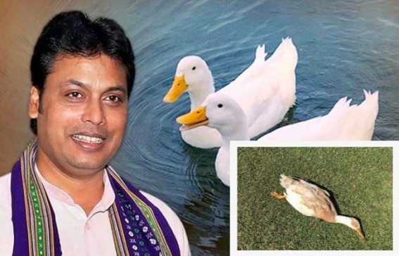 BJP Govt's rampant corruption : Over Rs 1 Crore looted under Neermahal Duck Distribution Drama, 700 ducks died in 3 days, Biplab Deb's 2000 Duck release turns a massive JUMLA