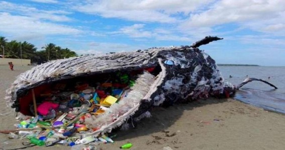Dead whale in Philippines ate 40 kg of plastic