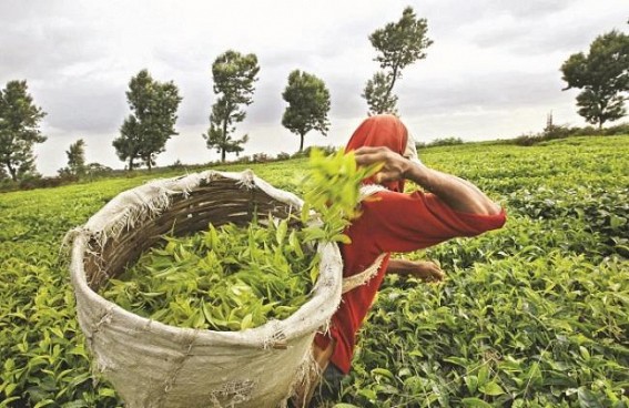 Tea exports down 7% in volume during Jan-Feb