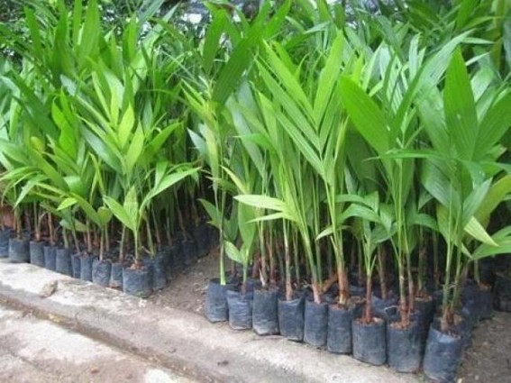 Arecanut seedling scam alleged in Tripura