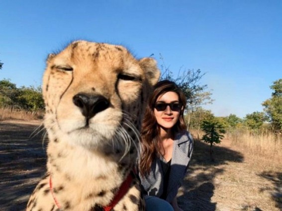 #Selfietime: Kriti Sanon poses with cheetah in Zambia
