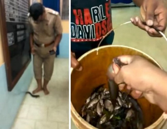 Agartala Water-logging : East Agartala Police catching fish inside police station, video viral