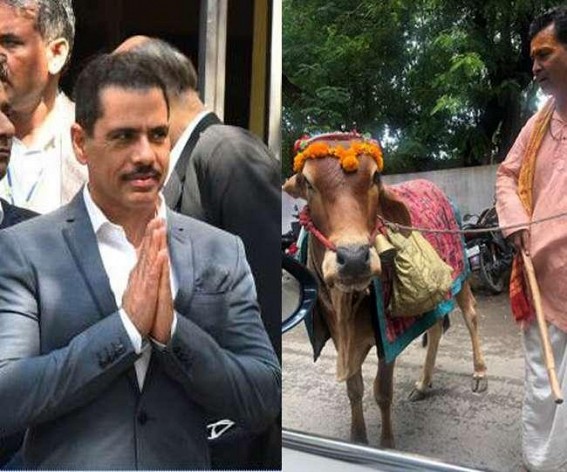 A holy cow which can predict your future: Robert Vadra