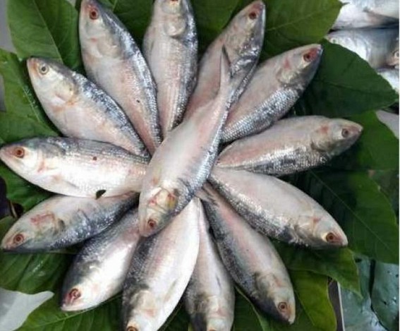 Durga Puja gift from Hasina: 500 tonnes of hilsa