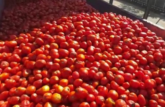 After Onion, price hike hits Tomato eaters 