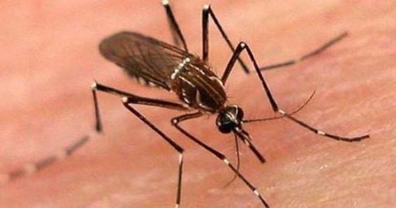 Dengue claims 66 lives, affects 44,000 in Pakistan