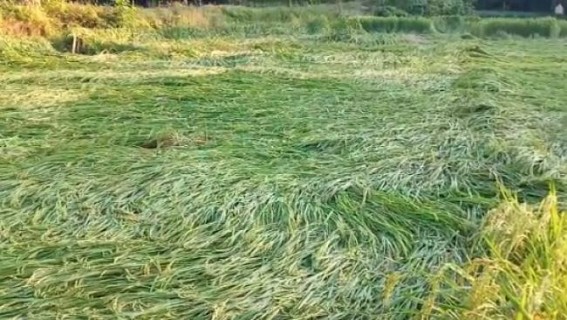 Cyclone Bulbul: Tripura farmers demand compensation to losses 
