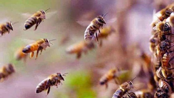 Bee Attack Leaves 60 Students Injured In Tripura
