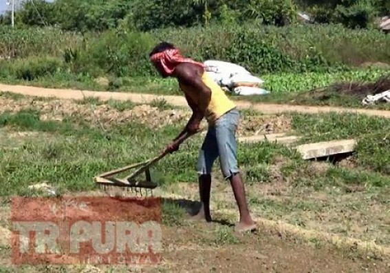 No farmersâ€™ compensation to crop damages in Tripura alleged 