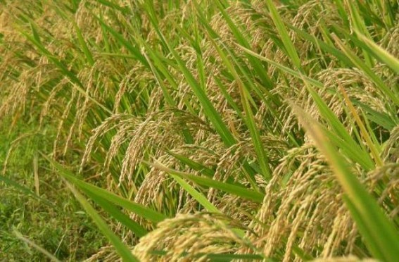 'India should cut reliance on rice for sustainable food supply'