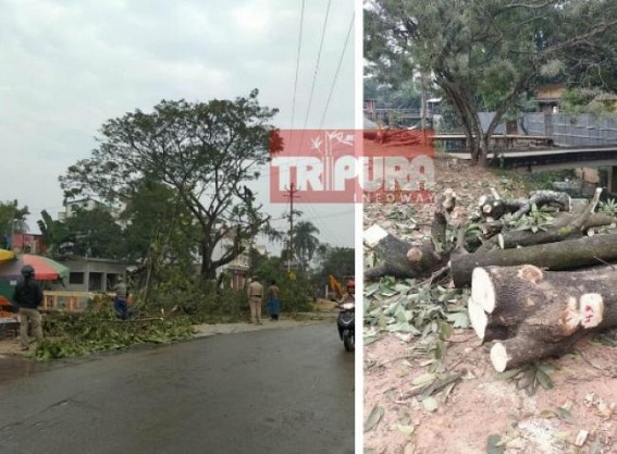 BJP Govt continues Tree Chopping, Tripura capital losing green cover 