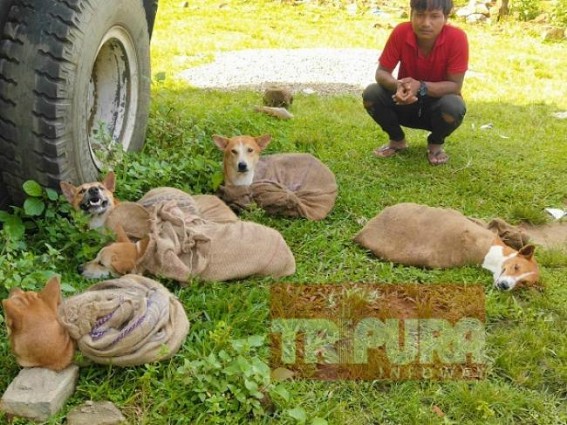 Tripura man arrested while smuggling Dogs to Mizoram