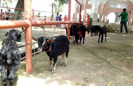 Gomati District Administration ignores High Court orderâ€™s implementation, Bali (Animal Sacrifice) continues in Matabari