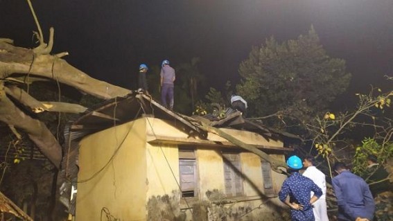 2 Govt offices damaged after a big tree collapsed, no casualty