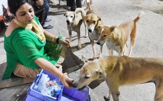 Lockdown effect: NGOs in N-E begin drives to feed stray animals 