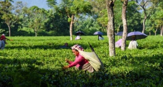 After weeks of closure, work in tea gardens in Assam, Tripura starts