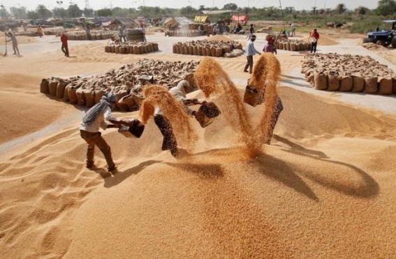 Punjab procures 250% more wheat amid pandemic