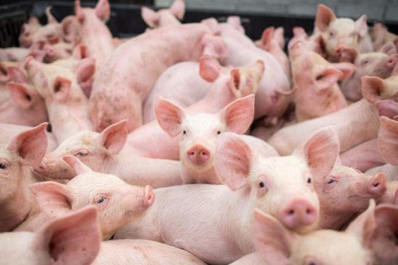 Assam not to cull pigs despite ASF killing over 13,000