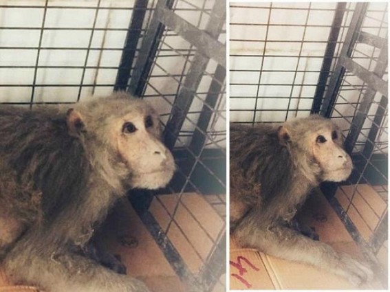 â€˜Stray Animals Foundationâ€™ and Forest Dept jointly saved a car hit injured Monkey