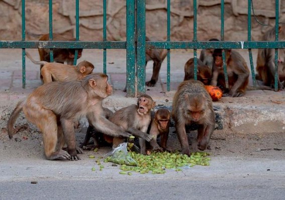 Monkeys snatch blood samples of suspected Covid-19 patients in India