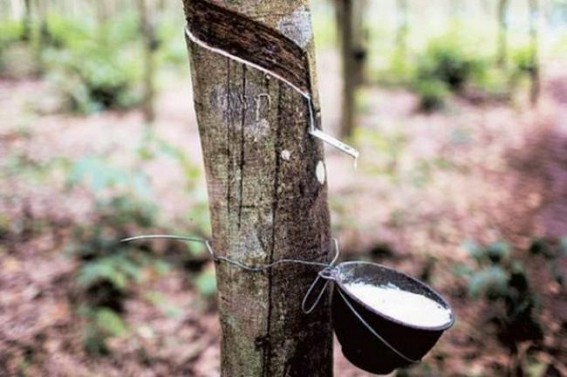 Natural rubber output rises 9.4% to 712,000 tonnes