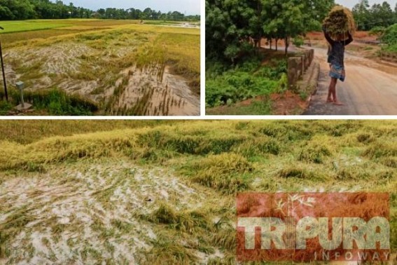 Massive Crop Damages hit South Tripura Farmers, Harvested Crops went under water : Devastated Farmers demanded State Govtâ€™s compensation 