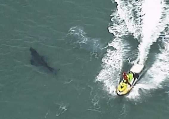 Great white shark kills surfer in Australia