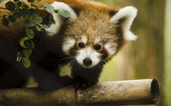 Conservationists satellite track red pandas in Nepal