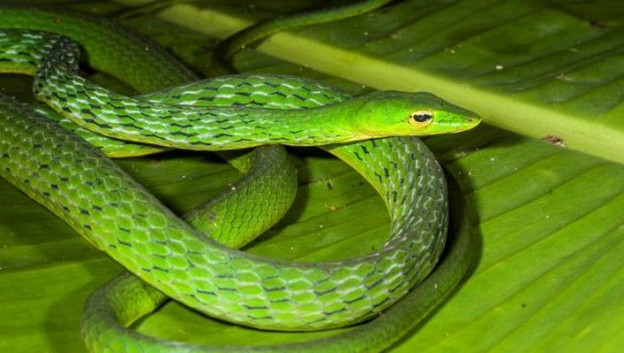 Youth critical after Poisonous snakeâ€™s bite