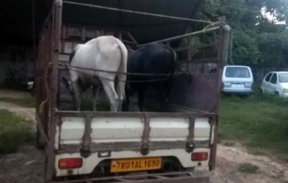 Vehicle seized with cows in Salbagan area
