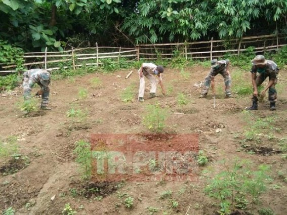 Madhurpur Police destroyed 4.45 lakhs Ganja plants