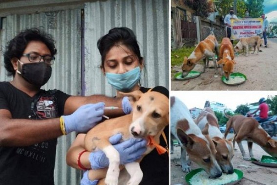 Mass feeding drive for stray dogs, vaccination, adaptation of stray puppies by Pawsome