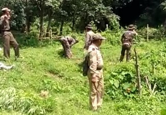Massive Ganja Plantations destroyed jointly by Madhupur PS and TSR Jawans