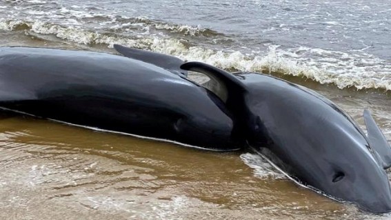 Stranded whales in Australia to be euthanised