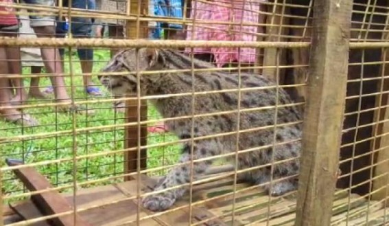 Baby Leopard caught by locals in Bishalgrah, handedover to Forest Dept