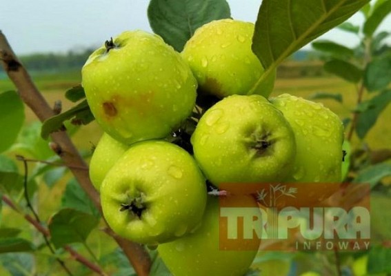 Breaking trend, young man grows â€˜Green Apple Gardensâ€™ in Tripura