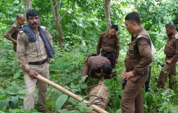 Illegally cut woods recovered by Police, Forest Dept at Bishalgarh 