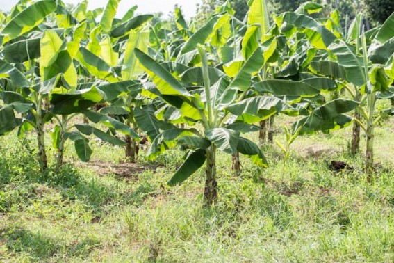 Farmers discuss new techniques to improve banana cultivation