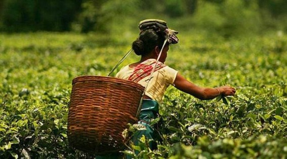 Assam tea garden owners raise daily wage of workers by Rs 26